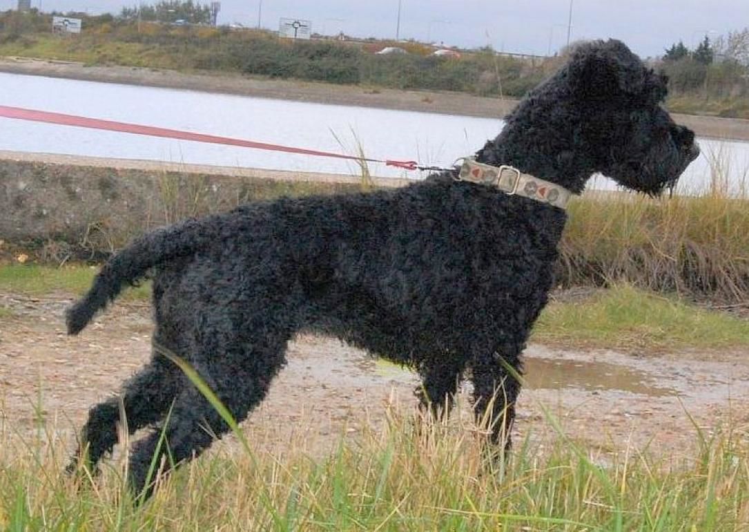 #30. Kerry Blue terrier